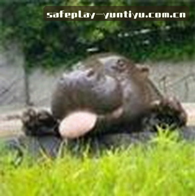 王磊